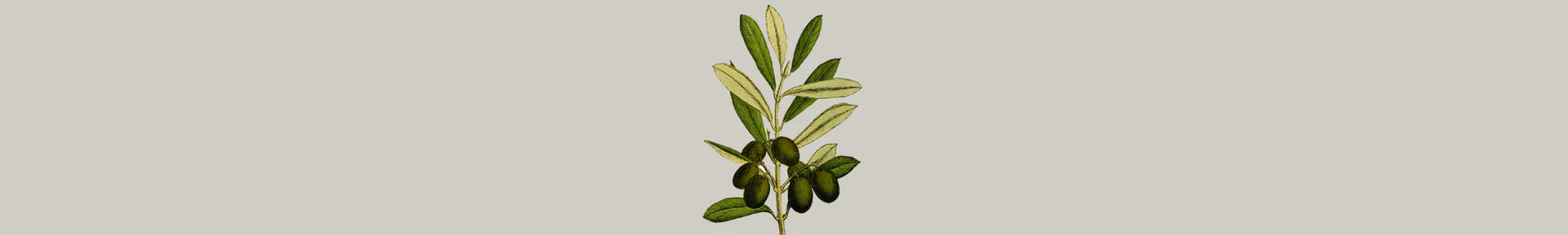 Olive oil