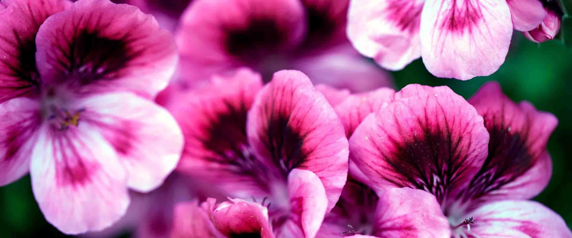 Eaux de toilette with Geranium Rosat