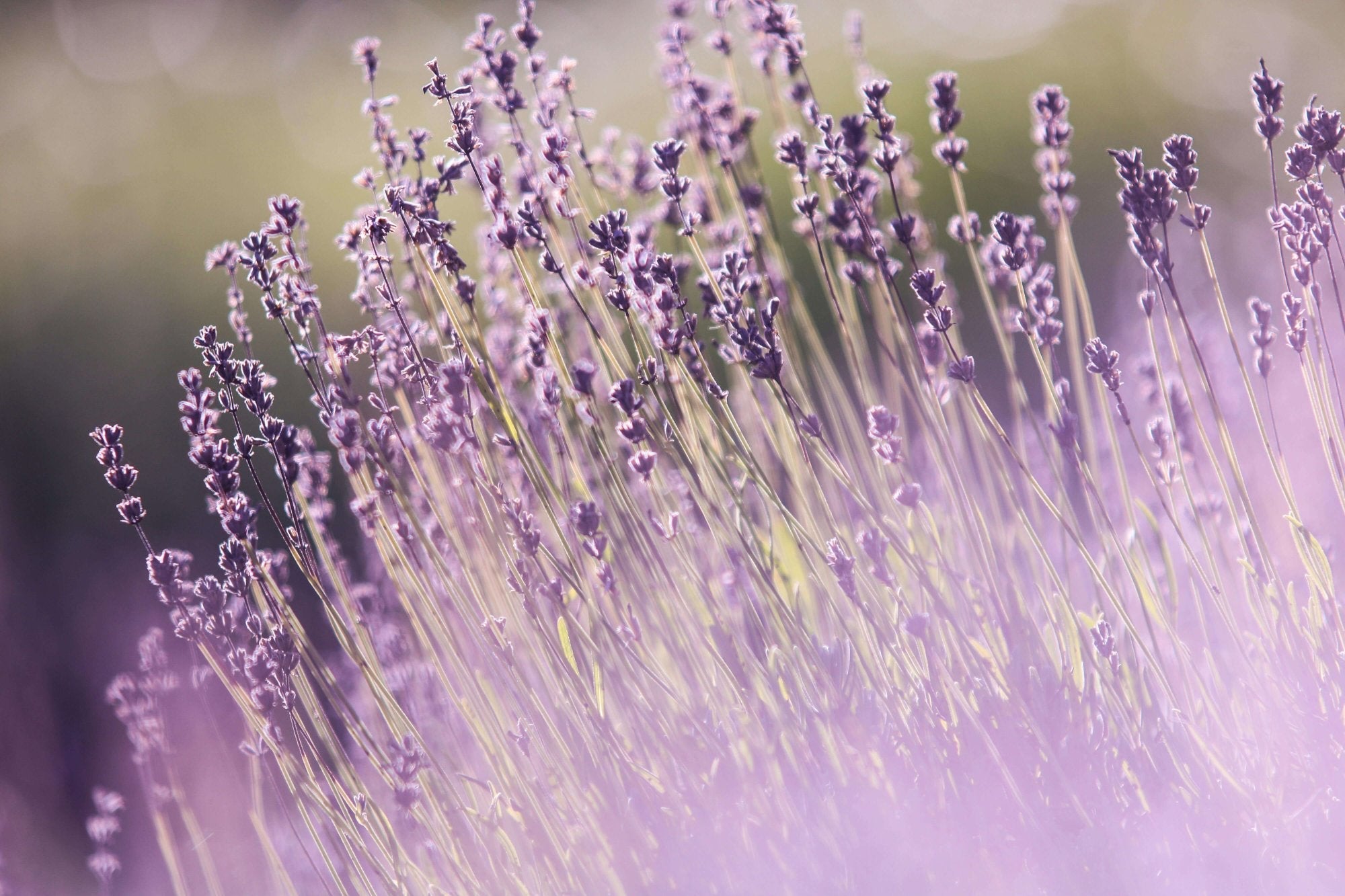 Lavender