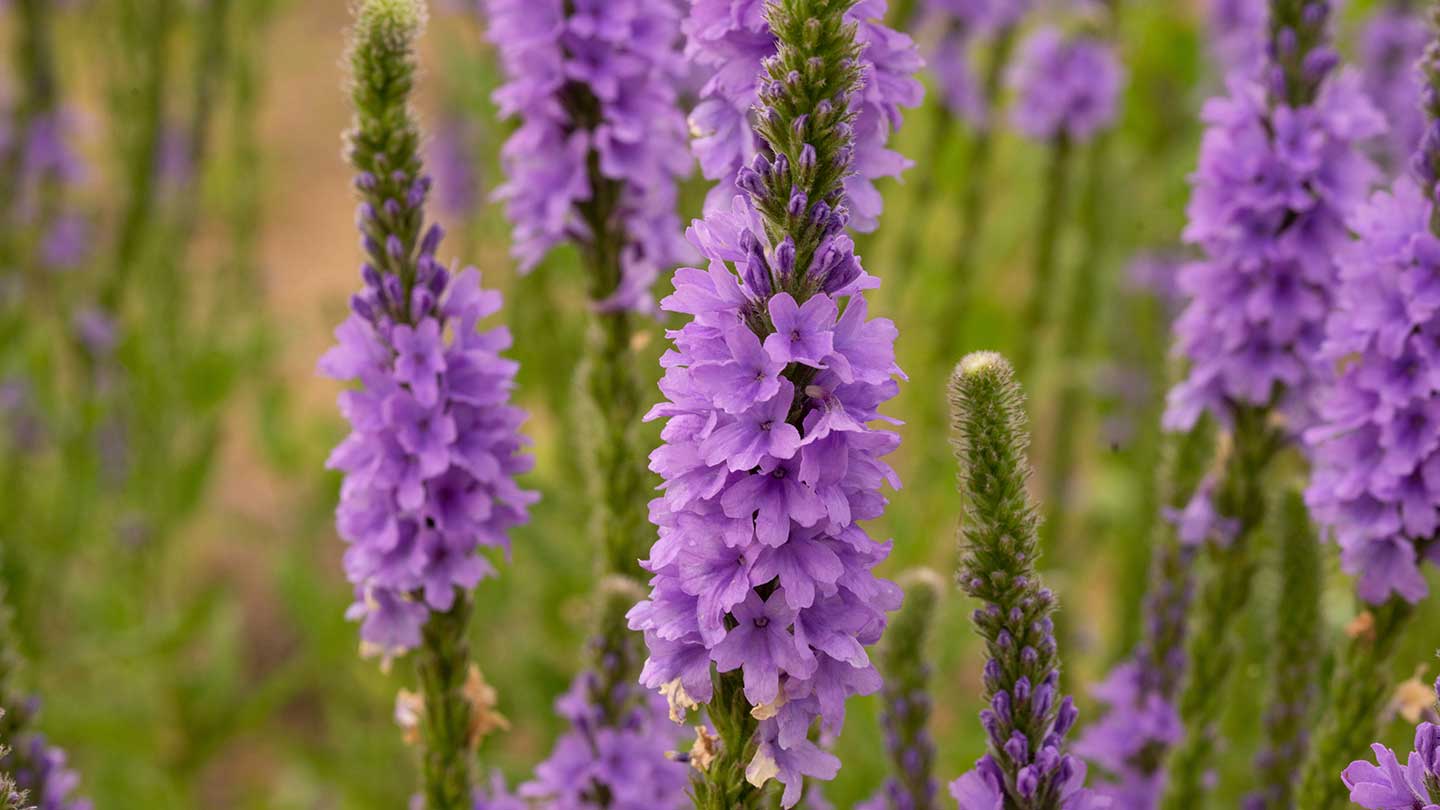 Verbena liquid soaps