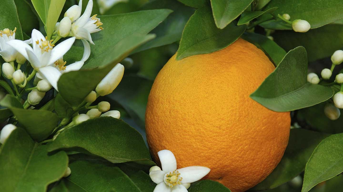 Body Care - Orange Blossom