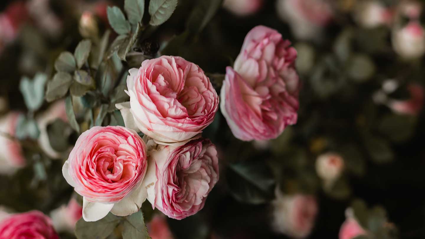 Body care - Rejuvenating Rose